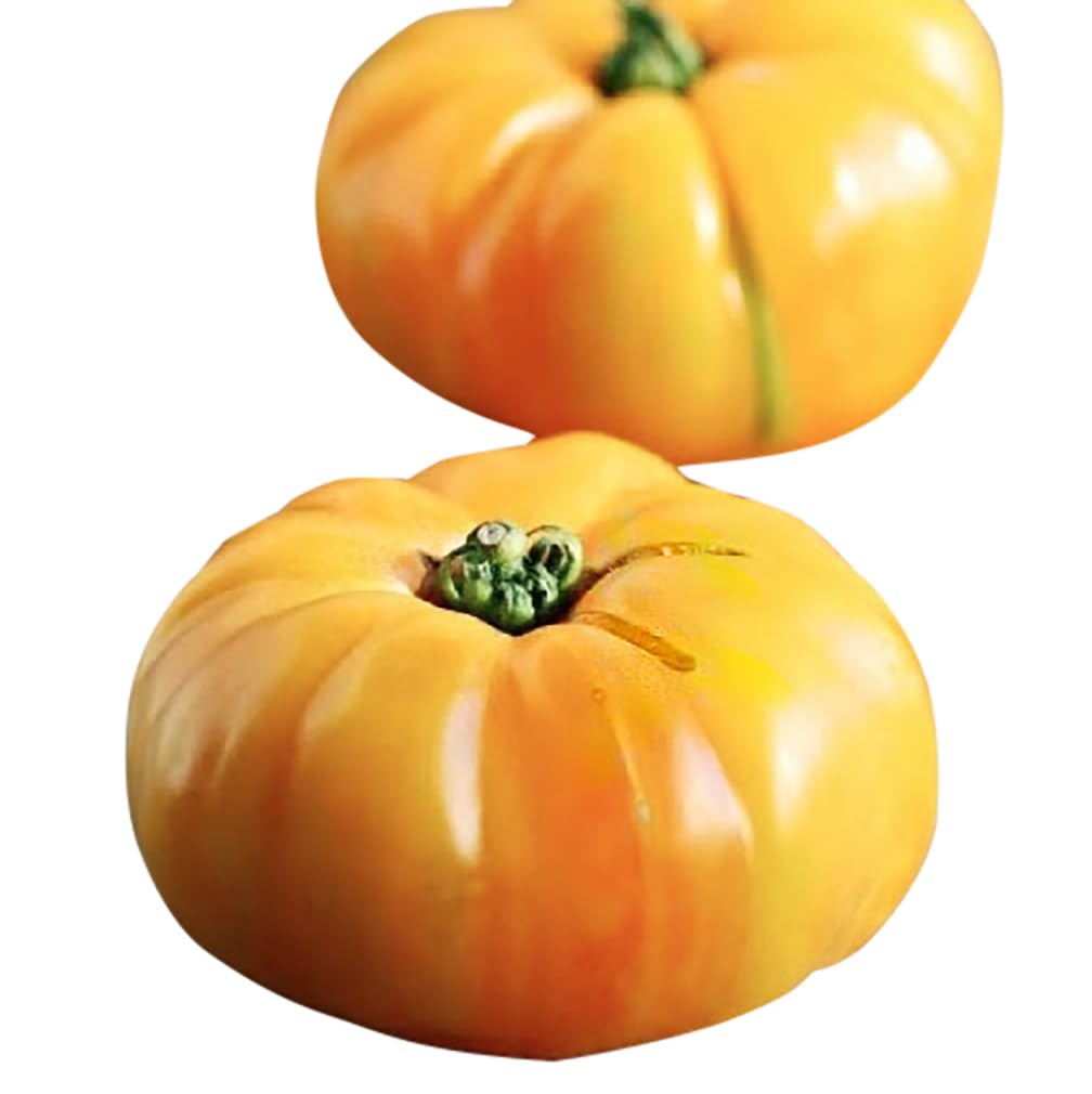 Brandywine (Yellow tomato) for planting in garden